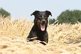 BEAUCERON 015